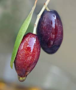 Mission Olive: This widely used black table olive of the five original California Olive cultivars (Ascolano, Barouni, Manzanilla, and Sevillano) was cultivated by Franciscan missionaries in 1769 at the San Diego Mission.