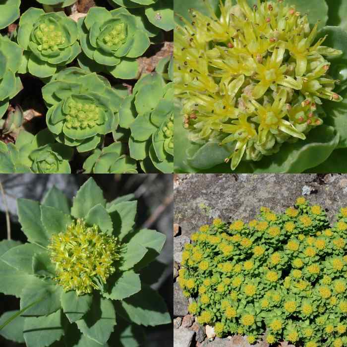 The Healing Properties of Artic Root - HubPages