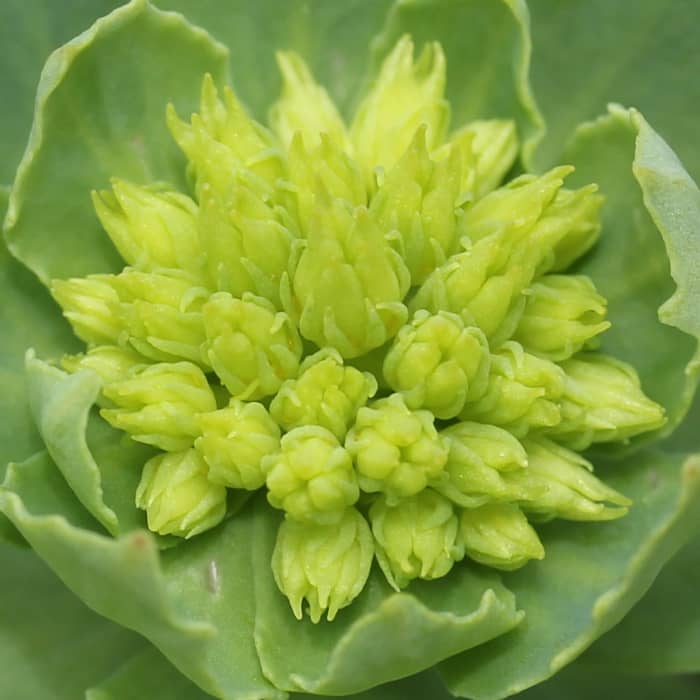 As this plant is named, Arctic root is found in climates where it is colder. While you might not find this plant locally, you can purchase dried herbs at your local health food store.