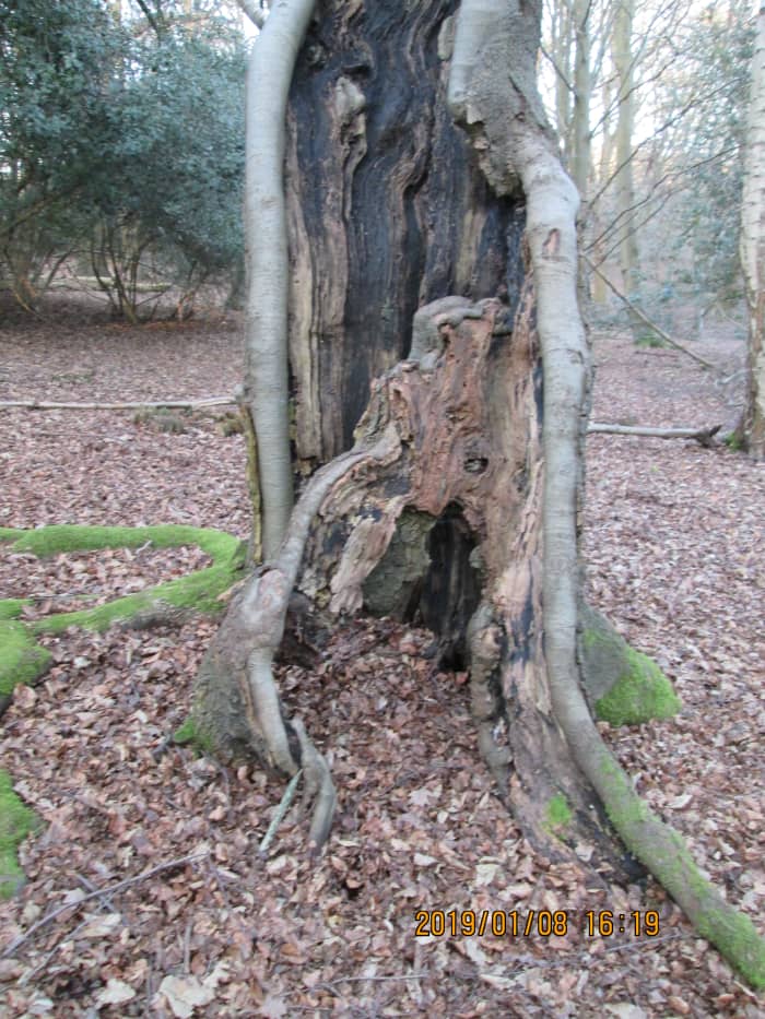 "Just resting..." Another grand old survivor, hollowed out by disease, gamely throws out new shoots in spring.