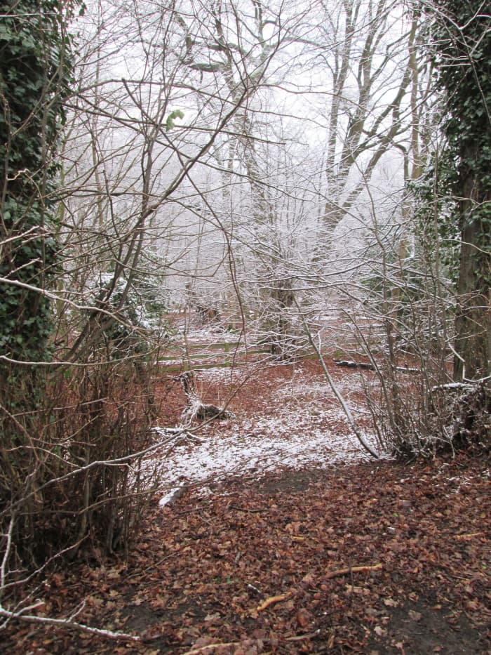 Frosted trees and fallen leaves make for a pleasant Christmas greetings card. Taken on a bracing winter's walk