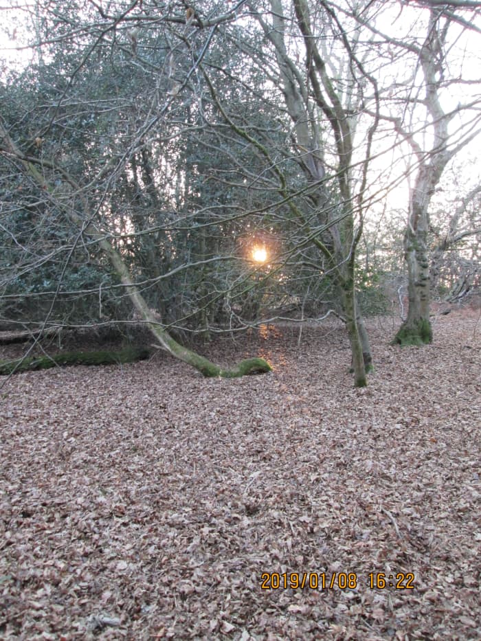 Not far from the 'Original Tea Hut' just off Cross Road (that leads to Fairmead Road), the sun bravely hangs on to shine through thicker growth - a last gasp before succumbing to dusk...