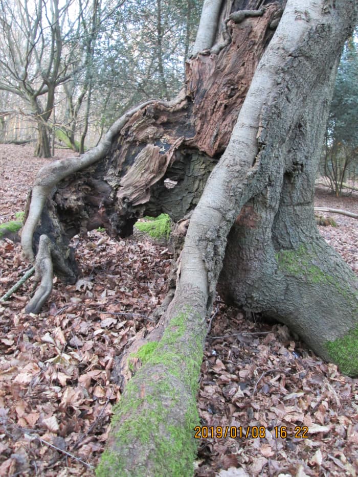 Hollowed-out tree trunk that resembles an old man resting against a post to get his breath back after an exhausting walk