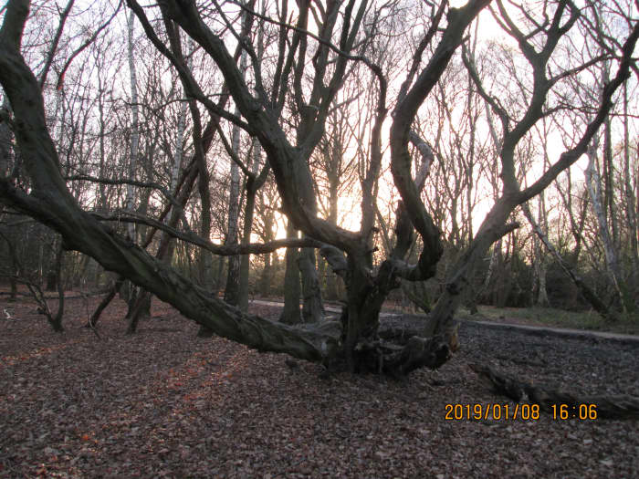 The sun struggles to stay in the sky, but this is mid-winter. Gravity seems to win, hands-down