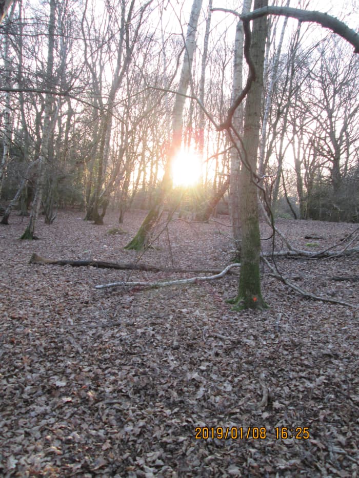 Low winter sun between the bridle path and the (now) unmade road that used to connect Fairmead Road with the A104 Epping New Road...