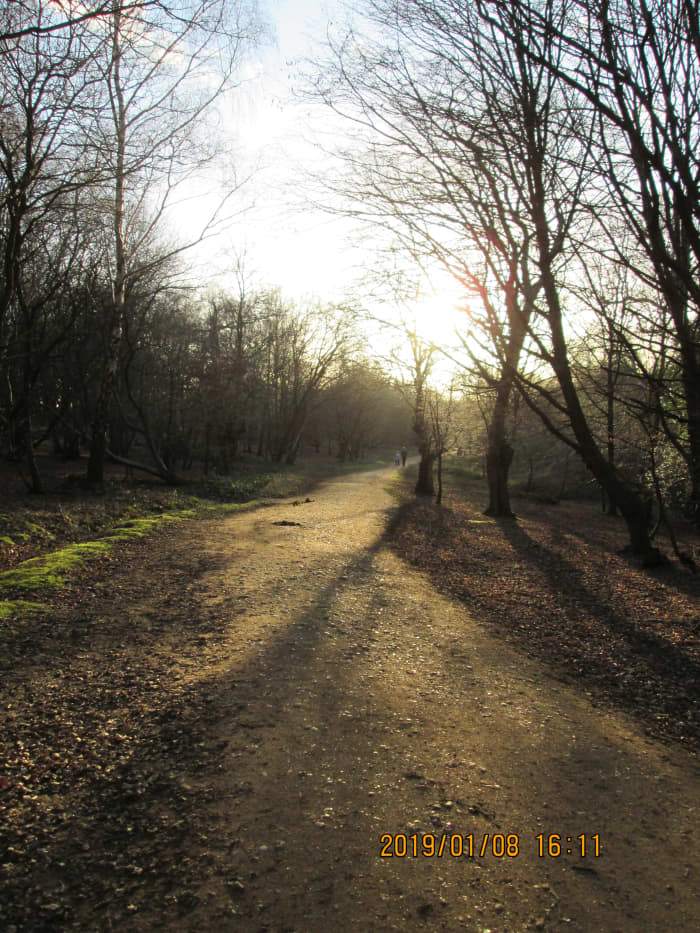 Winding bridle-paths abound in the forest. In most places they're passable on foot and they're used by cyclists... Today I saw three youths on mono-wheels use them across Fairmead Road between two sections of the same bridle path