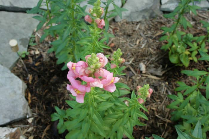 Snapdragons, which bloom spring and summer when deadheaded, are another good nectar source for Monarchs.