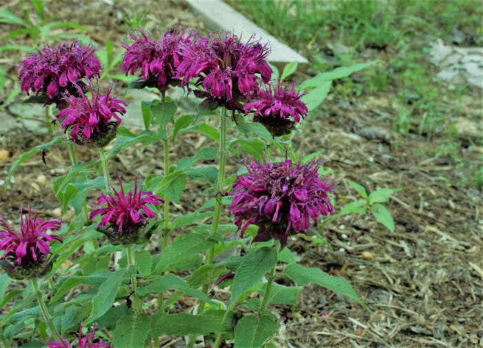 Bee balm is another good herbaceous perennial nectar plant for butterfly gardens. Ours began blooming at the end of May.