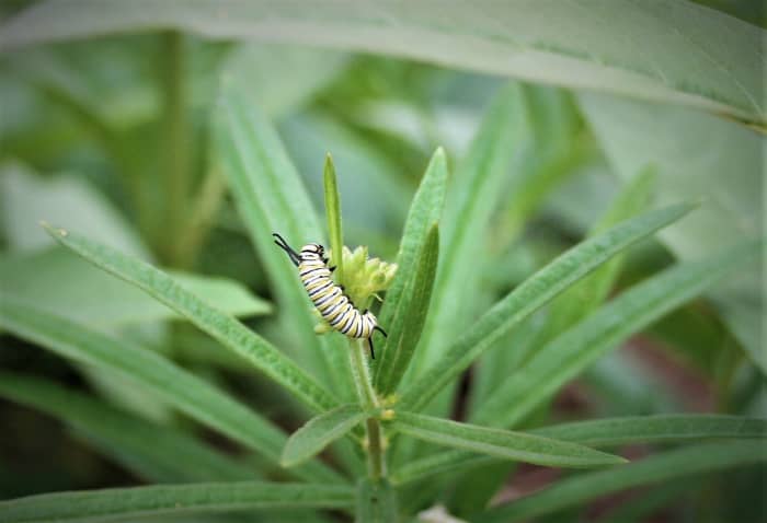 First, second and third instar Monarch larvae often trench feed, eating only a few layers of a leaf's surface rather than chewing through it. Pictured: a young Monarch caterpillar trenches on A. tuberosa, orange milkweed.