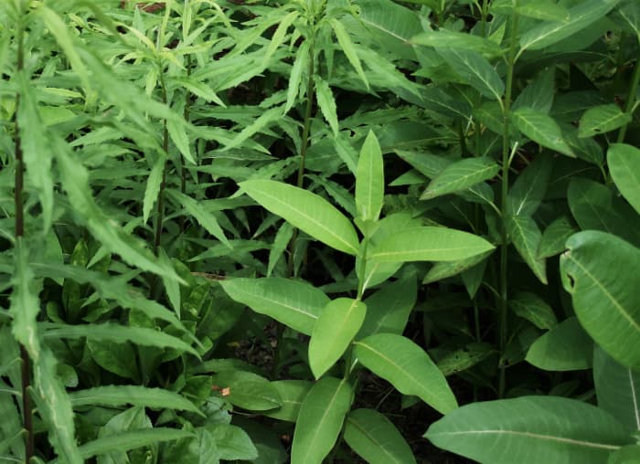 Waystations contain both host plants and nectar plants. Pictured: young common milkweed (a host plant) and Canada goldenrod (a nectar plant).