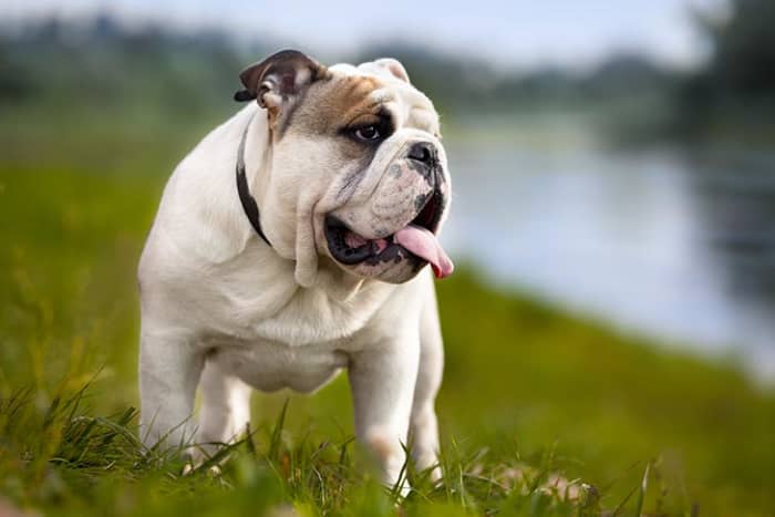 Best Sought After Dog Breeds - HubPages