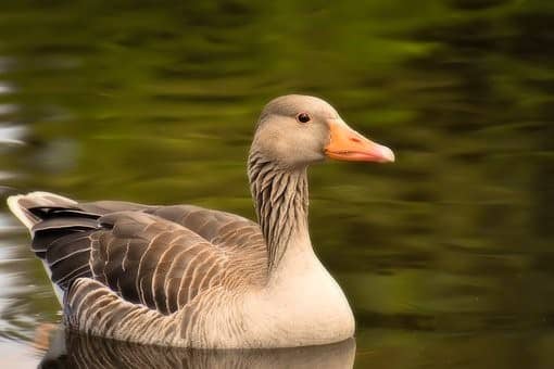 Geese represent faithfulness and spiritual enlightenment. They are known for their loyalty, perhaps through observations that they will stay with an injured companion, rather than abandon it.