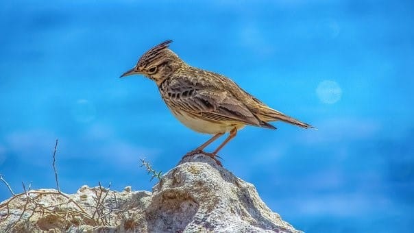 Larks are often associated with fun and energy. They also have an association with religion and mythology, where they are associated with being messengers.