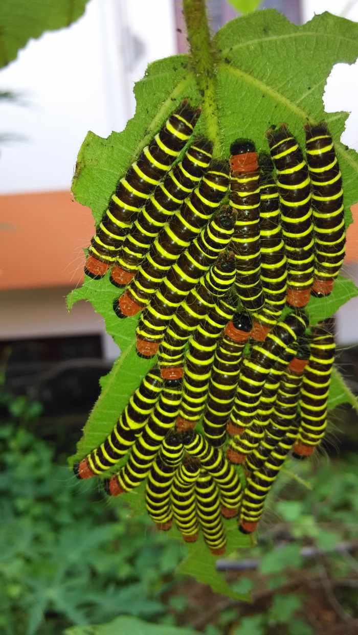 Caterpillars of Asota plana