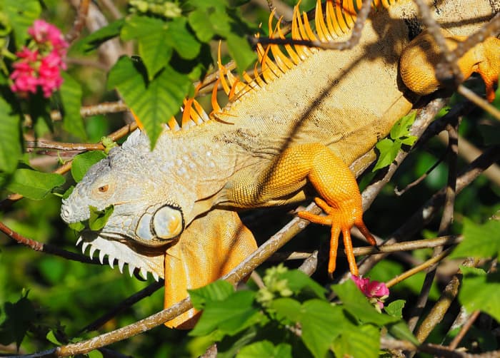 Green iguana