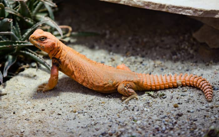 Uromastyx