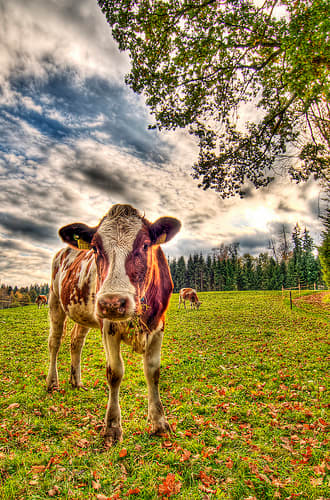 Meat and milk from organic, grassfed cattle are least likely to contain xenoestrogens. Photo by Tambako the Jaguar.