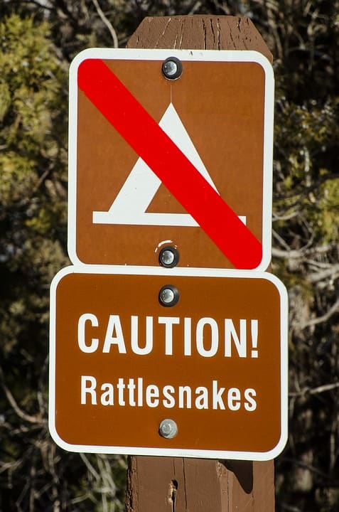 Actually, the rattler is good tasting if prepared correctly and its venom is collected for anti-snake bite serum.