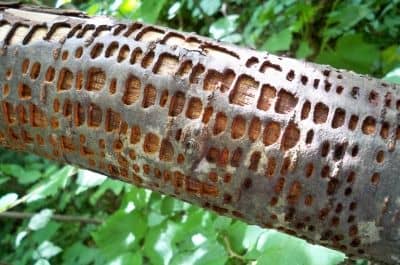 A neat pattern on a tree on the BRT. I've since learned this was done by a yellow-bellied sapsucker.
