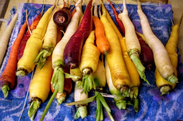 Blends may occur, as well, as plants may cross pollinate, yielding certain dominant colors and mixes.