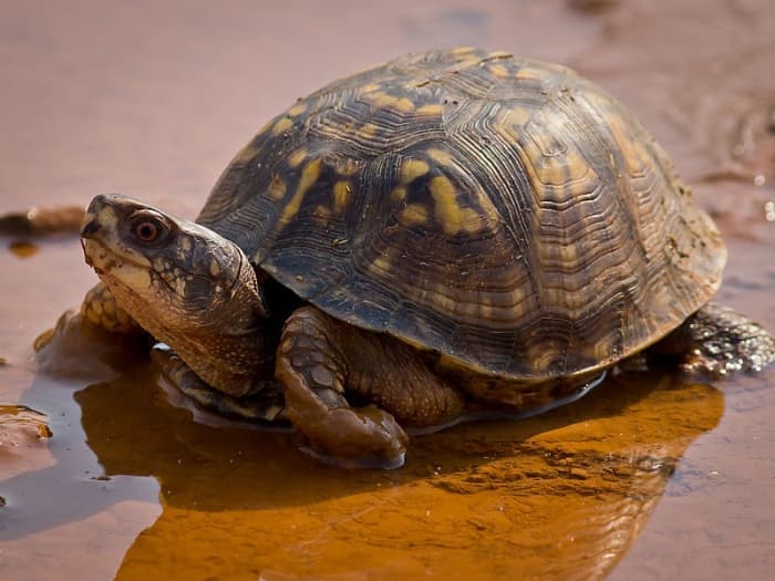 Turtles, Tortoises and Terrapins of Louisiana - HubPages