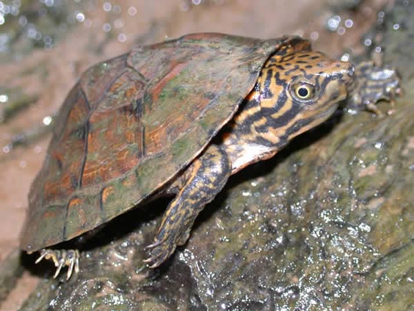 Turtles, Tortoises and Terrapins of Louisiana - HubPages