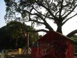 Photo is of one of the two Lam Tsuen Wishing Trees. Notice that one of the major tree branches has to be held up through artificial means.