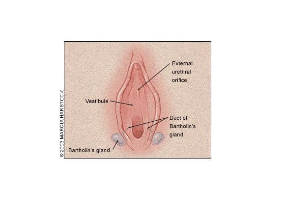Location of bartholin gland — When the gland is irritated, it can swell to well over 5X its size, making it nearly impossible to sit down.