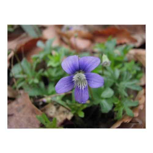 Native Violas and Violets of Louisiana HubPages
