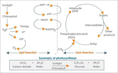 How Photosynthesis Works - HubPages