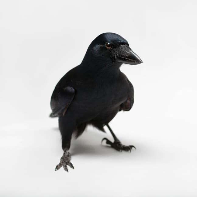 New Caledonian Crow - Worlds Most Intelligent Bird after the Parrot.New Caledonian Crow has the ability to manufacture and use new tools such as knives cut from stiff leaves and stiff stalks of grass