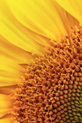 Fig. 3. Sunflower displays florets in spirals typically of 34 and 55. Fibonacci sequence is really present in the nature.