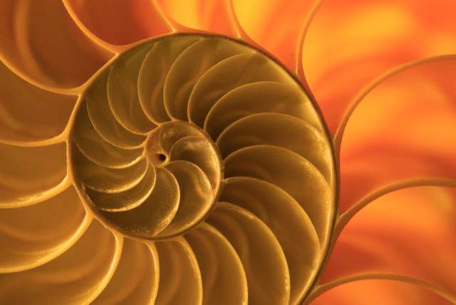 Fig. 1. Nautilus shall. The pattern of Fibonacci spiral is ubiquitous in the nature, including nautilus stall and galaxies.