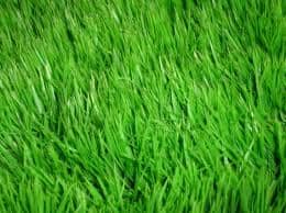 Perfect grass only comes when all of the factors are met. Read on to see how you can get perfect grass.