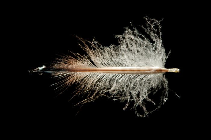 A penguin feather, this one is from a Rock Hopper Penguin have a large shaft and lots of down to keep the penguin warm