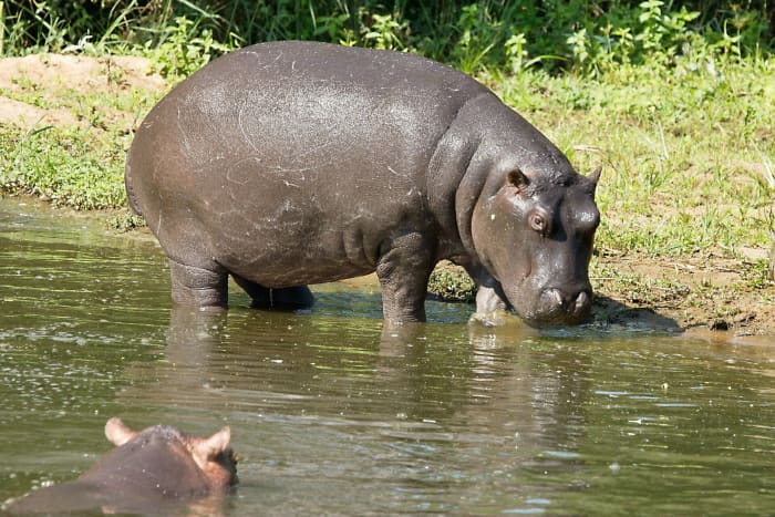 Hippopotamus Facts, Hippo Sweat, and a Natural Sunscreen - Owlcation