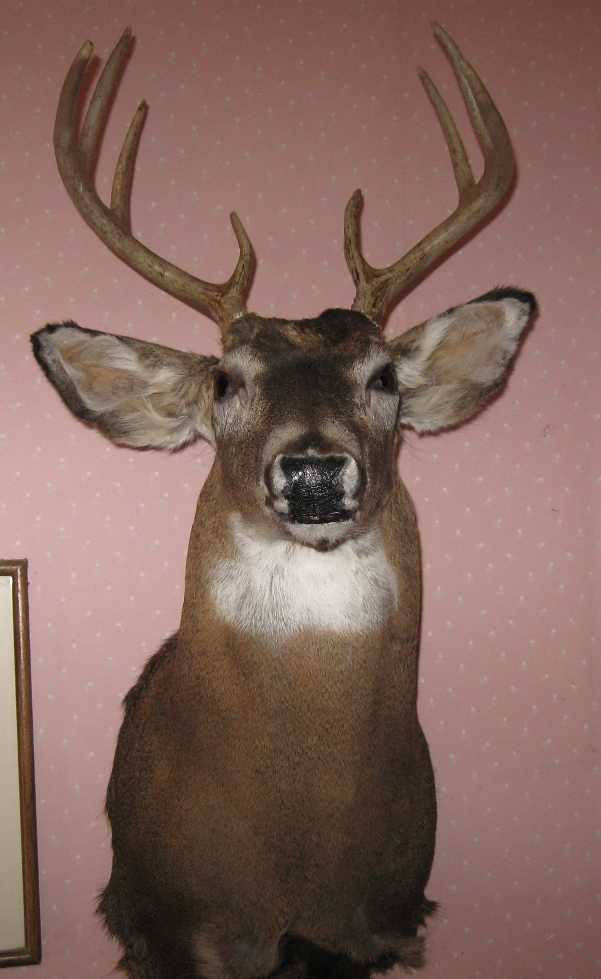 Whitetail Deer Shoulder Mount HubPages
