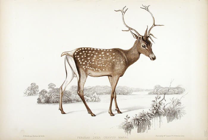 Persian Deer, Cervus Maral in a hand-coloured lithograph printed by McLean & Co., circa 1850. Plate from John Edward Gray's "Gleanings from the Menagerie at Knowsley," a comprehensive visual survey of one of the largest private menagerie's in Victori