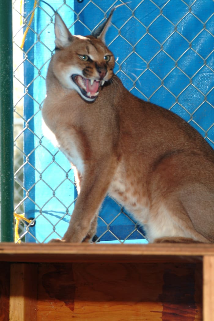 Inside an isolation enclosure with a female Big Cat - "Lynx" are defined as any of many wildcats with a short tail, long legs, and tufted ears.