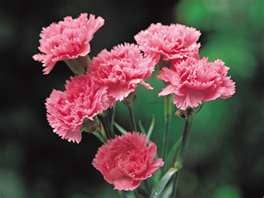 Pink Carnation or Dianthus roughly translating to "flower of love" or "flower of the gods" is the symbol for a Mother's Love. Ancient Christians believed that as Mary wept for her son Jesus the first carnation bloomed.
