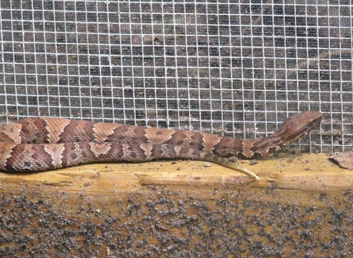 Here is another shot of the young cottonmouth on the porch. Look at the head and make note of the dark stripe. Copperheads do not have a dark stripe and the pattern on the body is different,