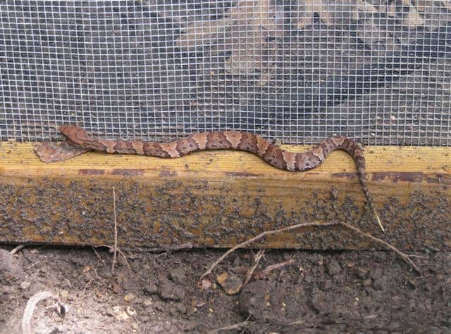 A baby Cottonmouth found its way into our screen porch, which was under construction. I escorted it out.