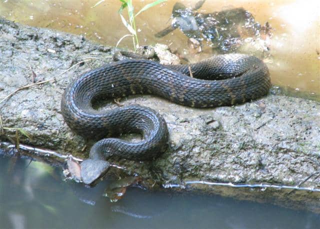 A Cottonmouth in Pruden Creek, hunting for breakfast. You can see some of the lighter markings which indicate that this snake is probably only 2-3 years old.