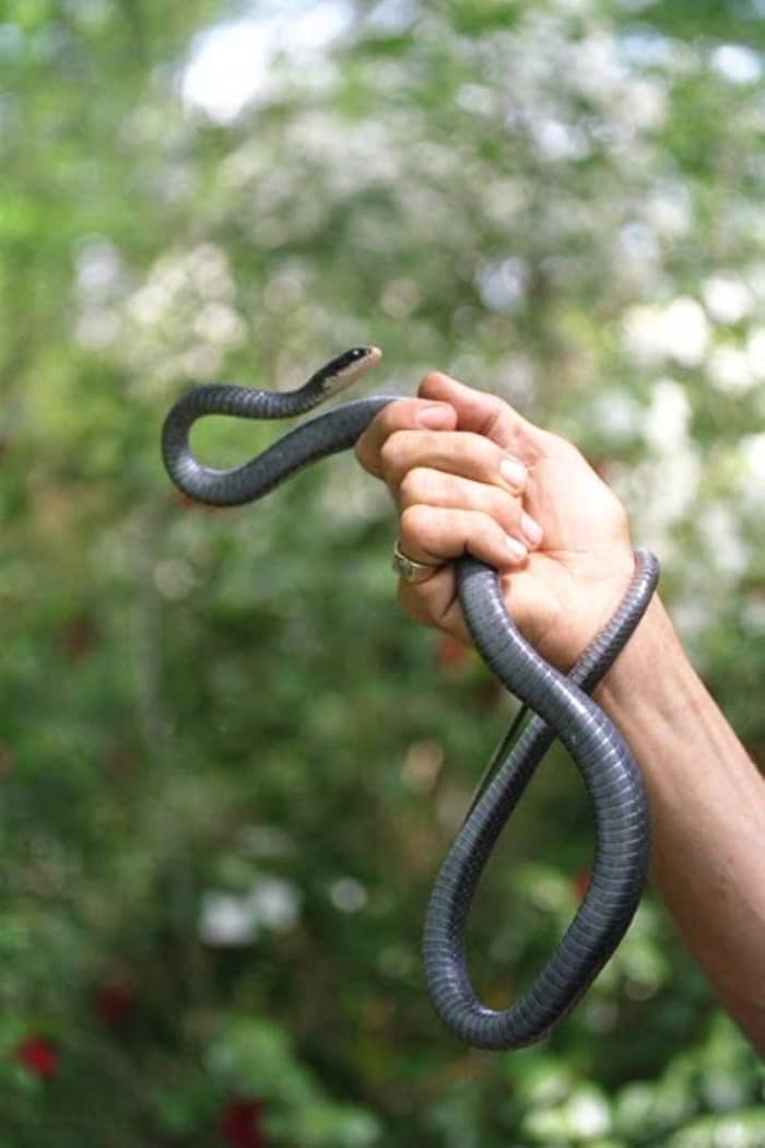 Black Racers have creamy white throats, but the rest of the underside is gray.