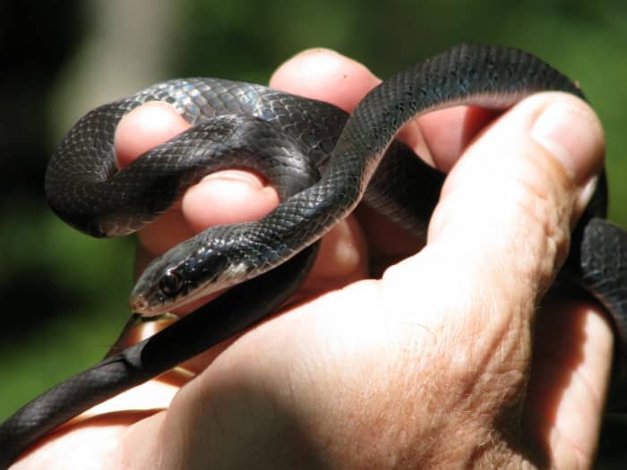 The scales of Black Racers show hints of blue when the sunlight hits them.