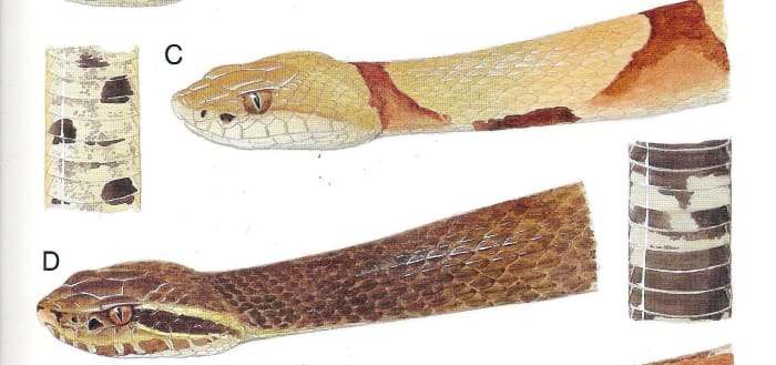 C: Copperhead Snake D: Cottonmouth Snake The markings on the head of these two closely related pit vipers are very different. Note the light colored face of the copperhead and the dark slash behind and under the eye of the cottonmouth.