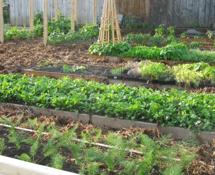 Building & Planting a Raised Bed Garden for Growing Vegetables. - HubPages