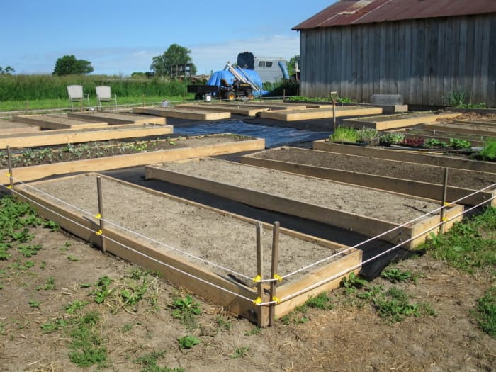 Newly filled raised garden beds with 2 lines of electric to keep free range chickens and wild pests out