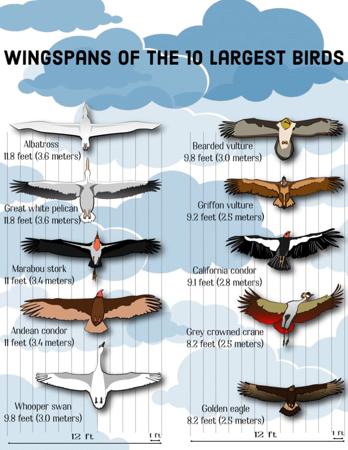 Top 10 Largest Birds on Earth Wingspans HubPages