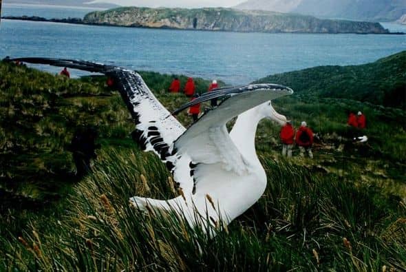 Wandering albatross